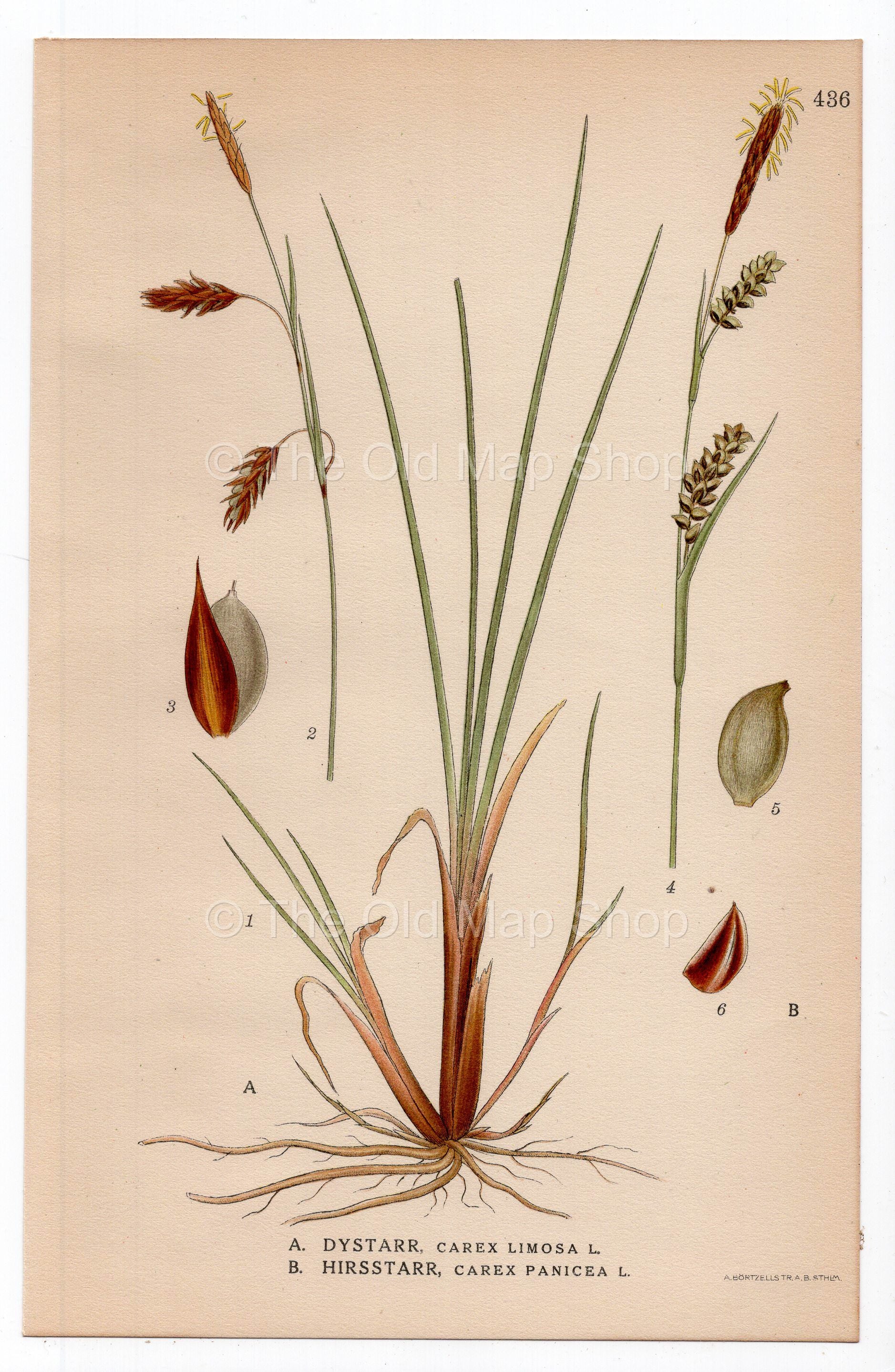 1926 Bog-sedge, Mud sedge, Carnation sedge (Carex limosa, Carex panicea) botanical print by C. A. M. Lindman, Plate 436