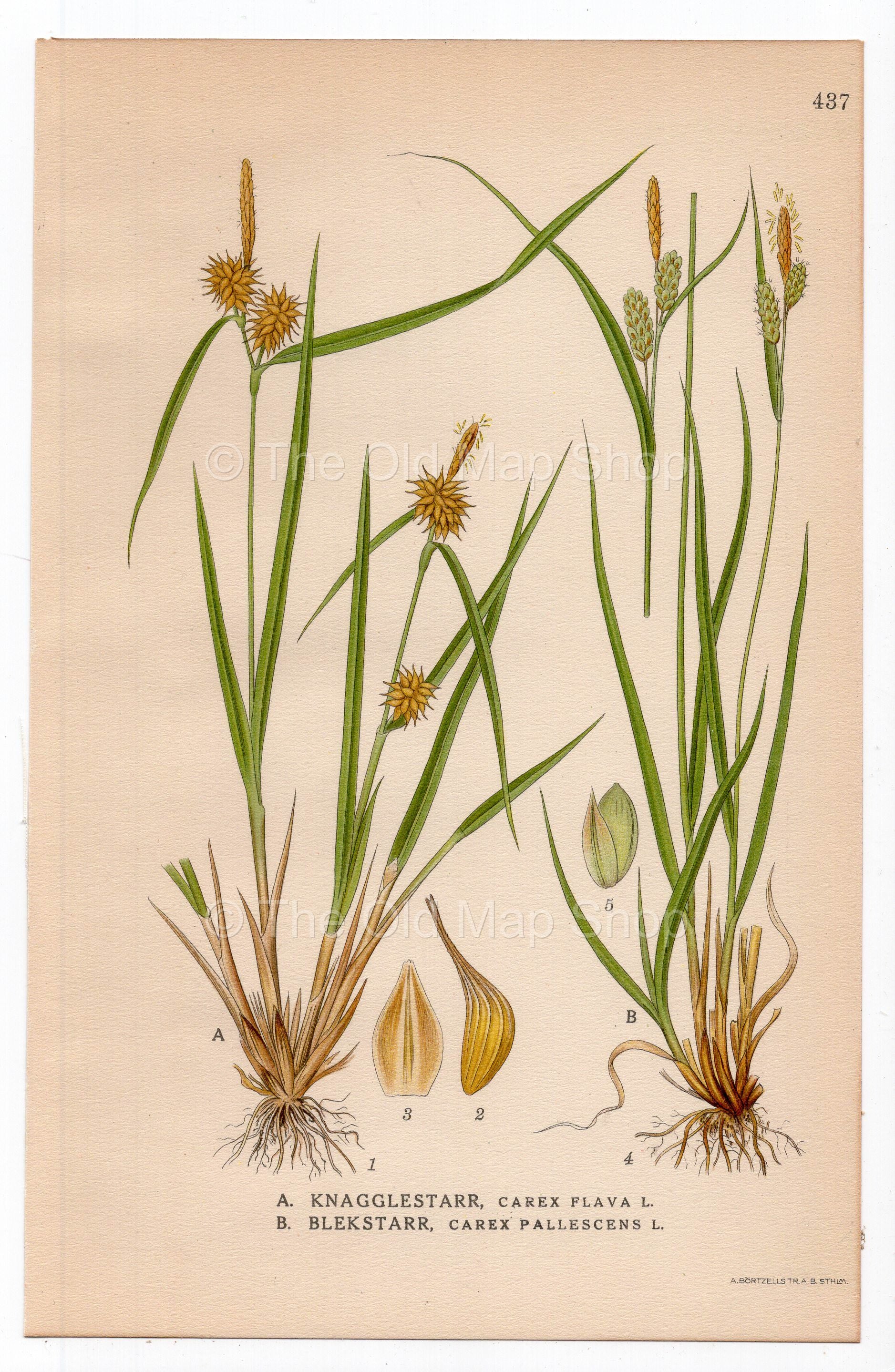1926 Yellow-green sedge, Pale Sedge (Carex flava) botanical print by C. A. M. Lindman, Plate 437