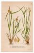 1926 Yellow-green sedge, Pale Sedge (Carex flava) botanical print by C. A. M. Lindman, Plate 437