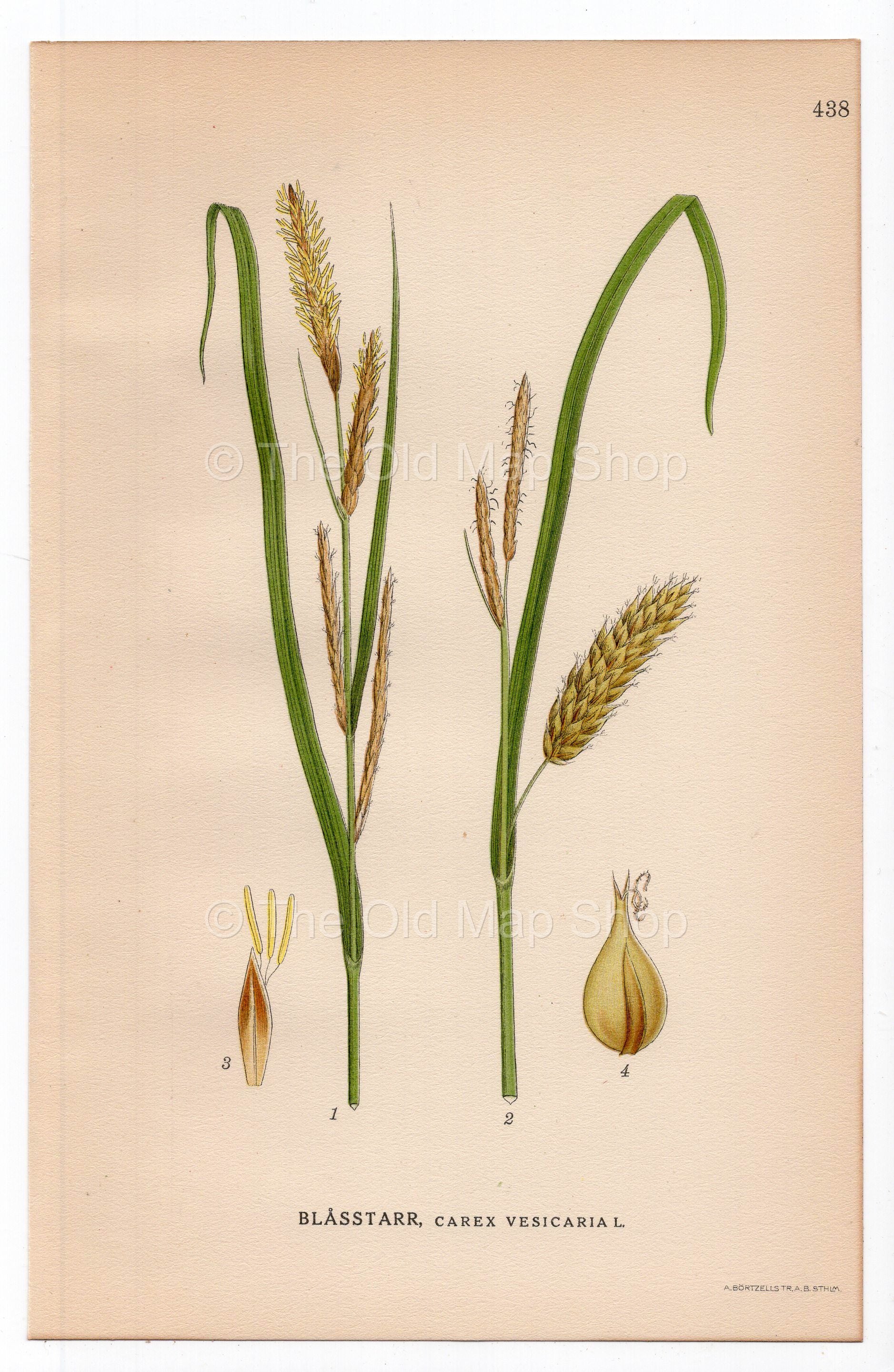 1926 Bladder-sedge, Blister sedge (Carex vesicaria) botanical print by C. A. M. Lindman, Plate 438