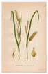 1926 Bladder-sedge, Blister sedge (Carex vesicaria) botanical print by C. A. M. Lindman, Plate 438