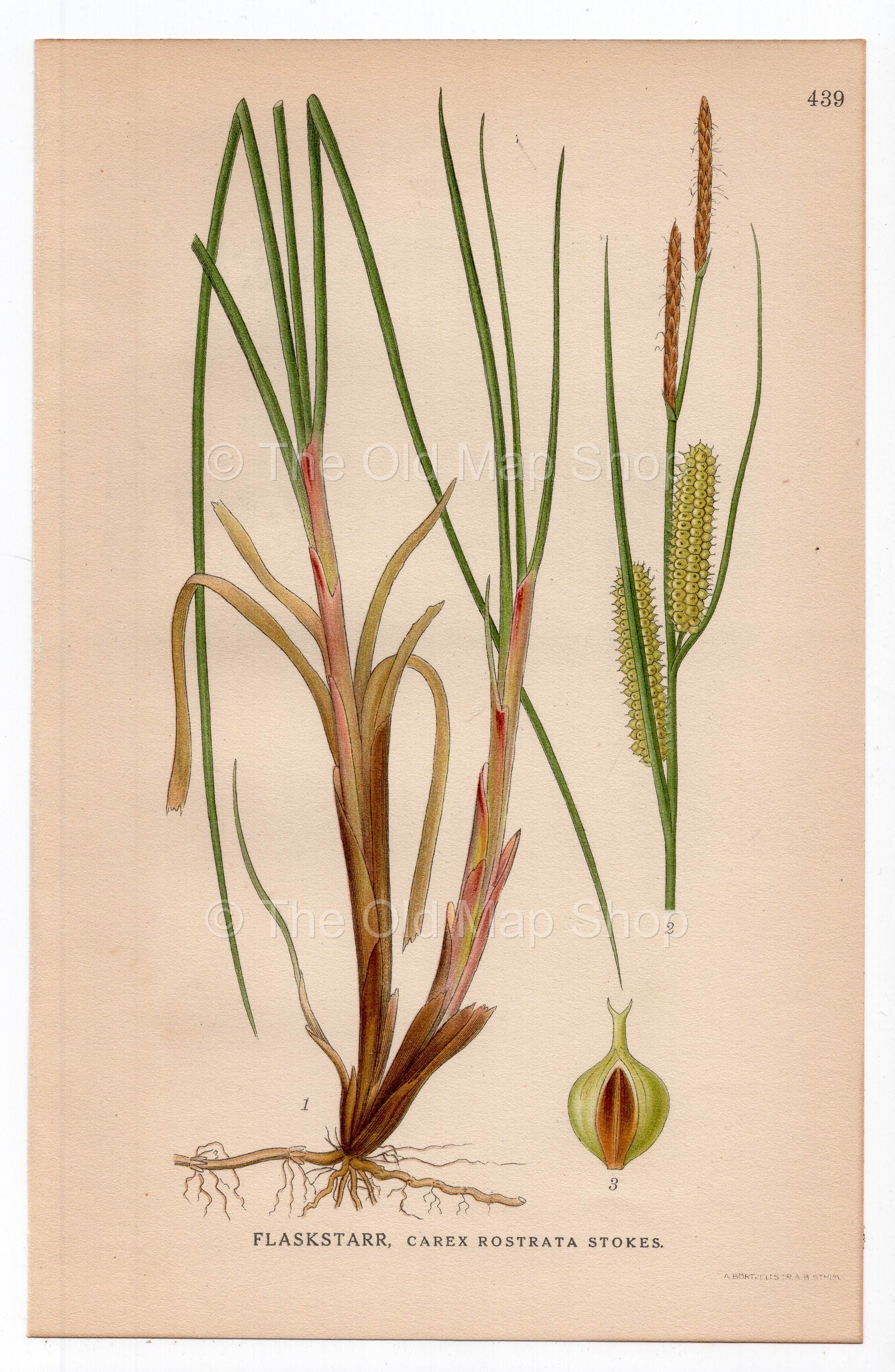 1926 Bottle sedge, Beaked sedge (Carex rostrata) botanical print by C. A. M. Lindman, Plate 439