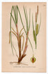 1926 Bottle sedge, Beaked sedge (Carex rostrata) botanical print by C. A. M. Lindman, Plate 439
