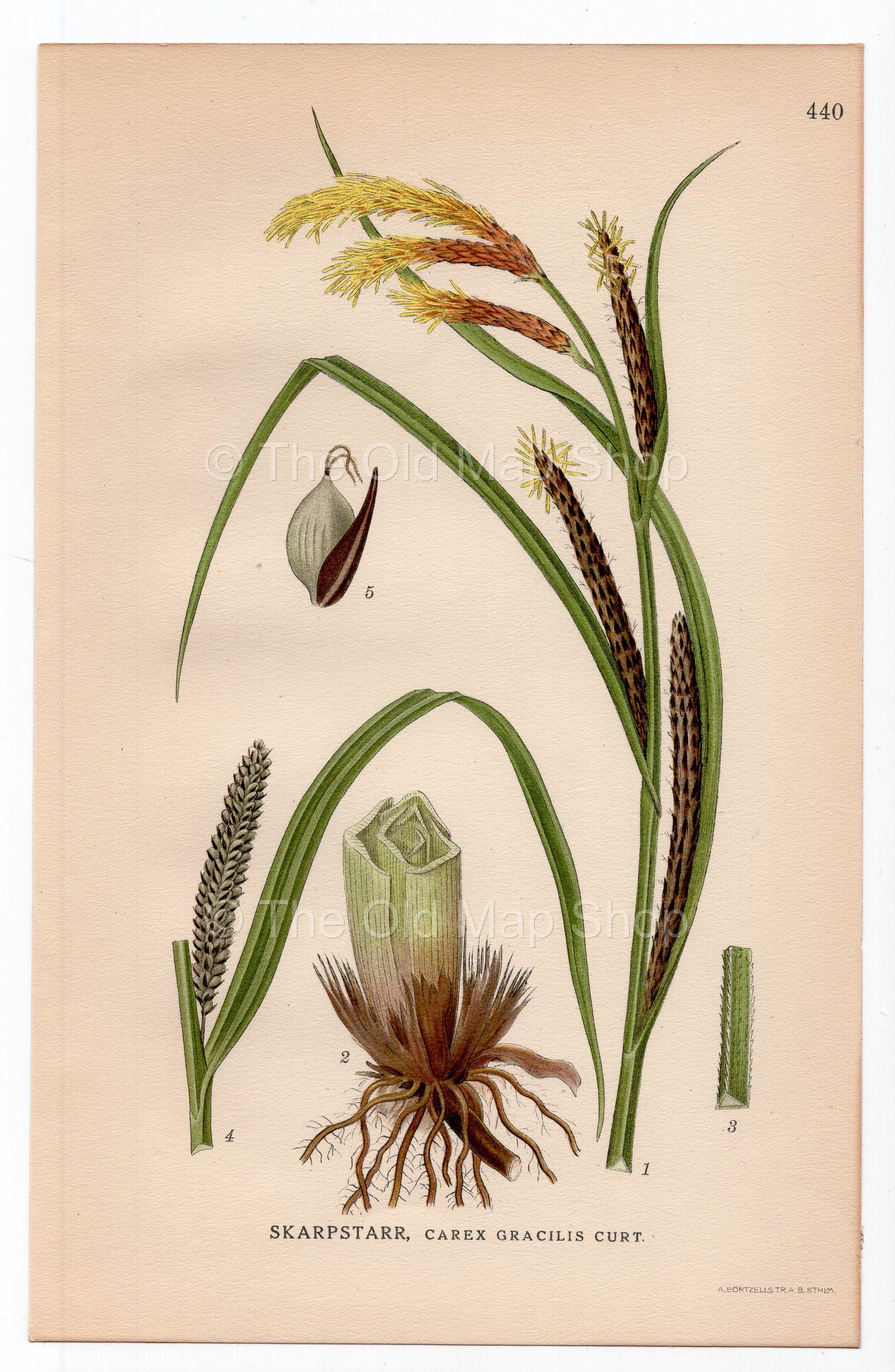 1926 Acute sedge, Slender tufted-sedge (Carex gracilis) botanical print by C. A. M. Lindman, Plate 440