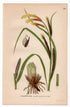 1926 Acute sedge, Slender tufted-sedge (Carex gracilis) botanical print by C. A. M. Lindman, Plate 440