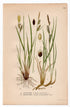 1926 Sedge (Carex cespitosa, Carex goodenowii) botanical print by C. A. M. Lindman, Plate 441