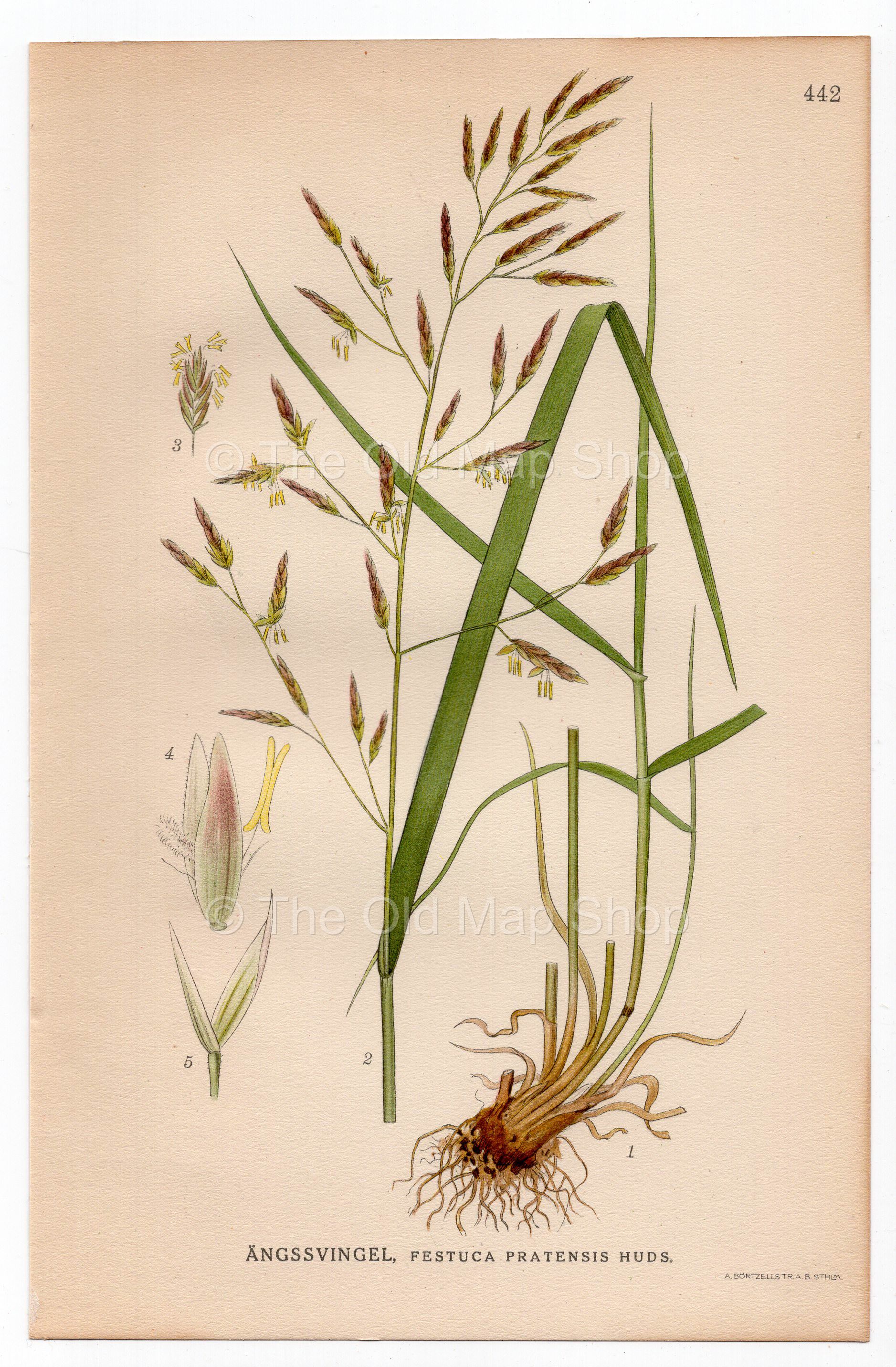 1926 Meadow Fescue (Festuca Pratensis) botanical print by C. A. M. Lindman, Plate 442