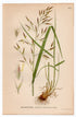1926 Meadow Fescue (Festuca Pratensis) botanical print by C. A. M. Lindman, Plate 442