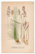 Sheep's Fescue, Sheep Fescue, Grass (Festuca ovina, Festuca rubra), antique botanical illustration, Plate 443, C. A. M. Lindman, Bilder ur Nordens Flora, 1926.