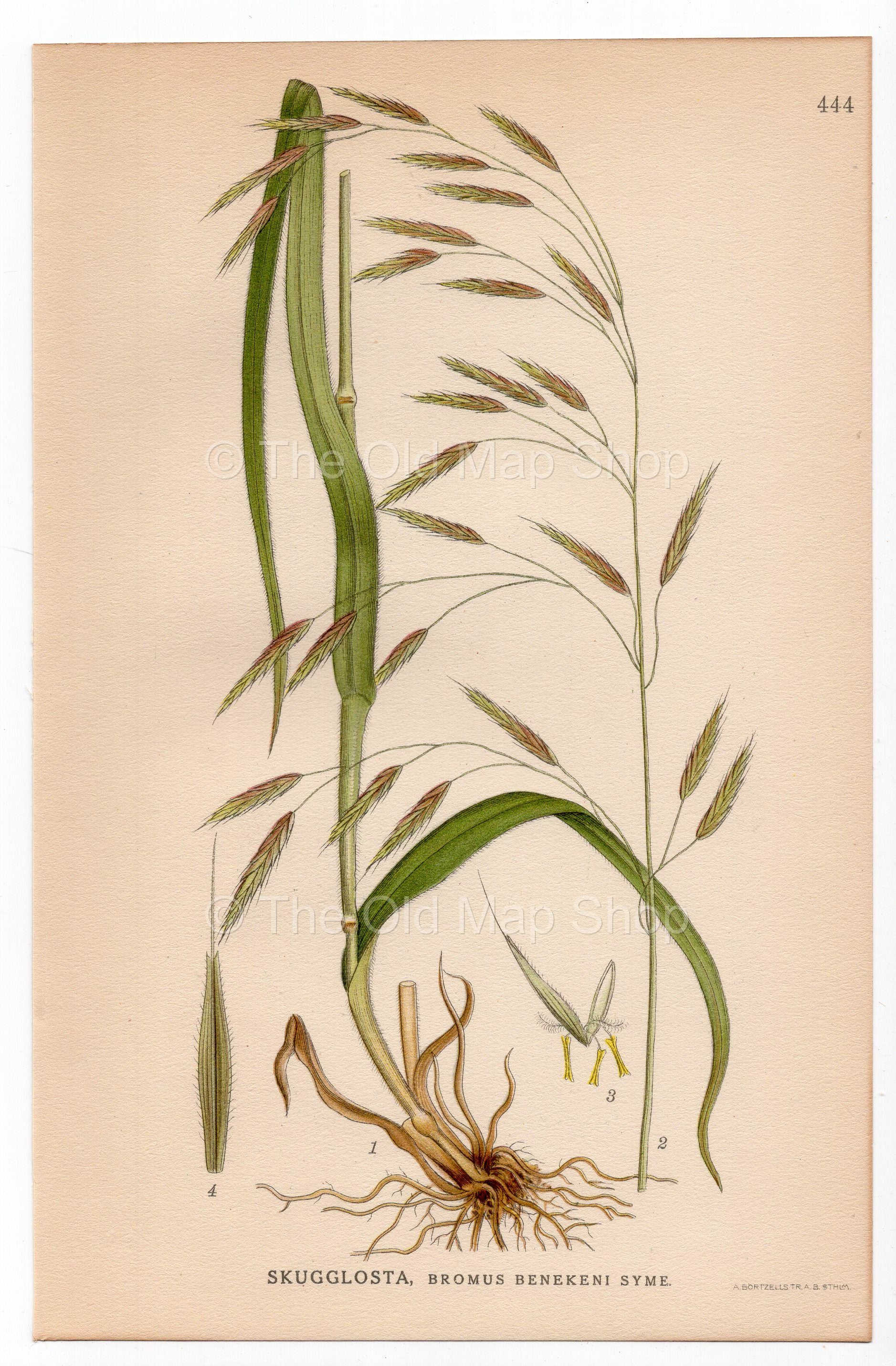Lesser Hairy-brome, Grass (Bromus benekenii), antique botanical illustration, Plate 444, C. A. M. Lindman, Bilder ur Nordens Flora, 1926.