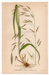 Lesser Hairy-brome, Grass (Bromus benekenii), antique botanical illustration, Plate 444, C. A. M. Lindman, Bilder ur Nordens Flora, 1926.