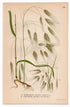 Barren brome, Poverty brome, Cheatgrass (Bromus sterilis, Bromus tectorum), antique botanical illustration, Plate 445, C. A. M. Lindman, Bilder ur Nordens Flora, 1926.