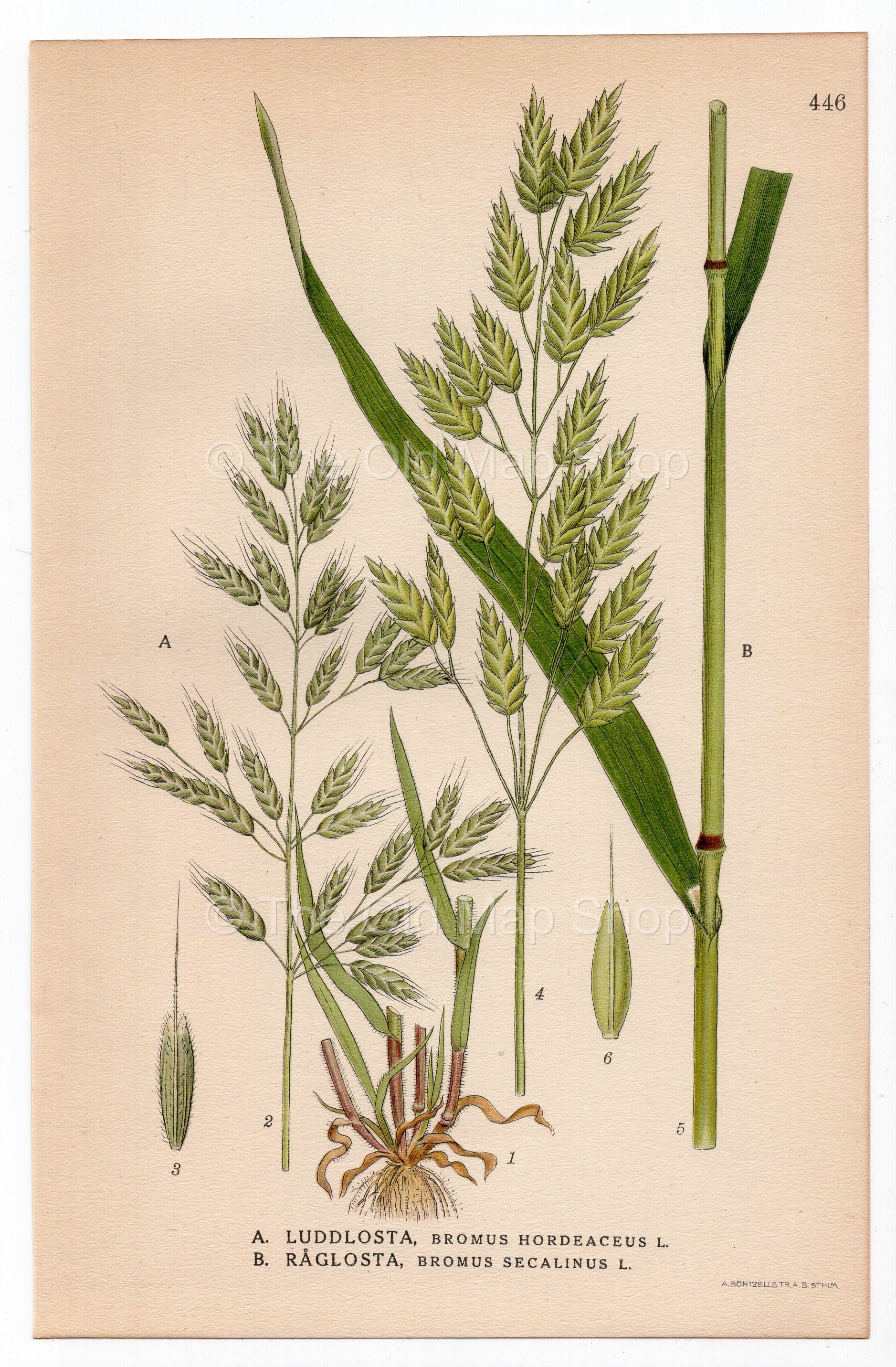 Soft brome, Bull grass, Rye brome (Bromus hordeaceus, Bromus secalinus), antique botanical illustration, Plate 446, C. A. M. Lindman, Bilder ur Nordens Flora, 1926.