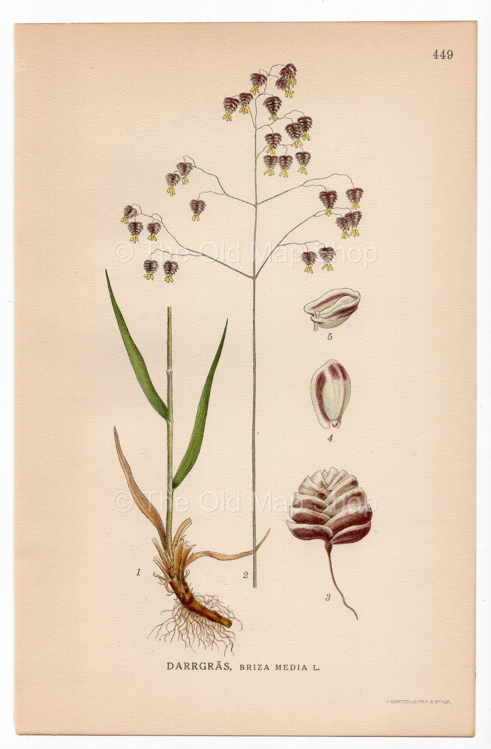 Quaking-grass, Cow-quake, Dithering-grass (Briza media), antique botanical illustration, Plate 449, C. A. M. Lindman, Bilder ur Nordens Flora, 1926.