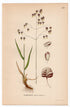 Quaking-grass, Cow-quake, Dithering-grass (Briza media), antique botanical illustration, Plate 449, C. A. M. Lindman, Bilder ur Nordens Flora, 1926.