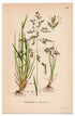 Kentucky Bluegrass, Smooth Meadow-grass (Poa pratensis), antique botanical illustration, Plate 452, C. A. M. Lindman, Bilder ur Nordens Flora, 1926.