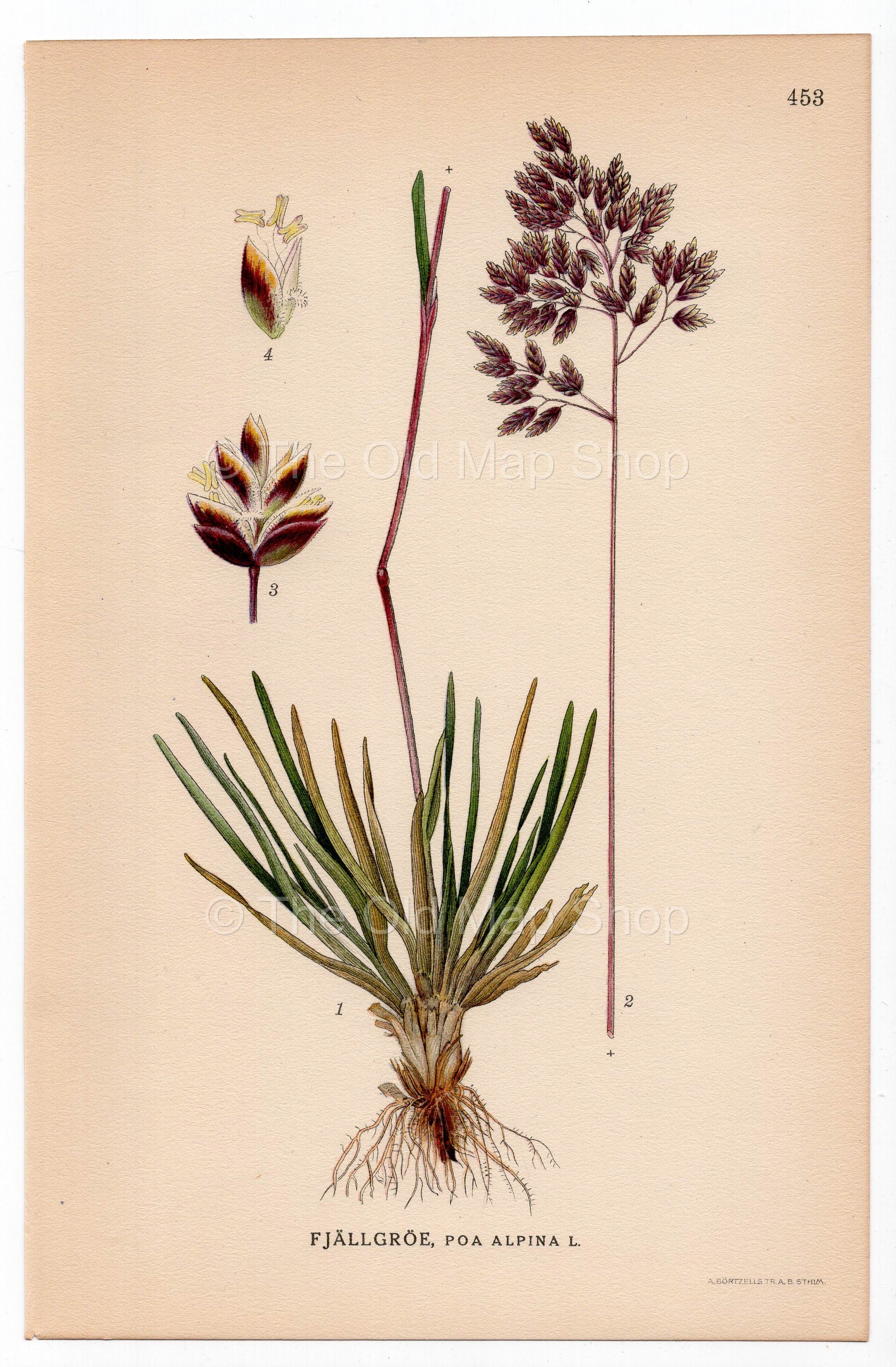 Alpine meadow-grass, Alpine bluegrass (Poa alpina), antique botanical illustration, Plate 453, C. A. M. Lindman, Bilder ur Nordens Flora, 1926.