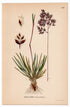 Alpine meadow-grass, Alpine bluegrass (Poa alpina), antique botanical illustration, Plate 453, C. A. M. Lindman, Bilder ur Nordens Flora, 1926.