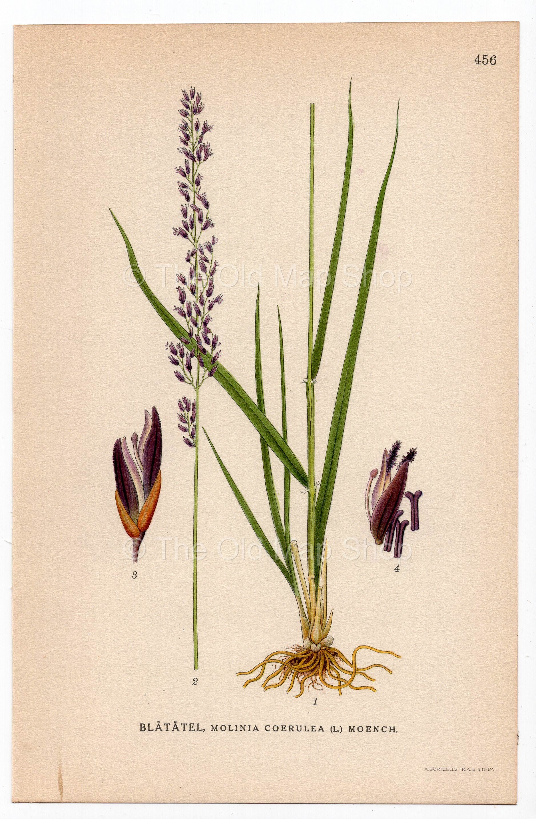 Purple moor-grass (Molinia caerulea), antique botanical illustration, Plate 456, C. A. M. Lindman, Bilder ur Nordens Flora, 1926.