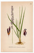 Purple moor-grass (Molinia caerulea), antique botanical illustration, Plate 456, C. A. M. Lindman, Bilder ur Nordens Flora, 1926.