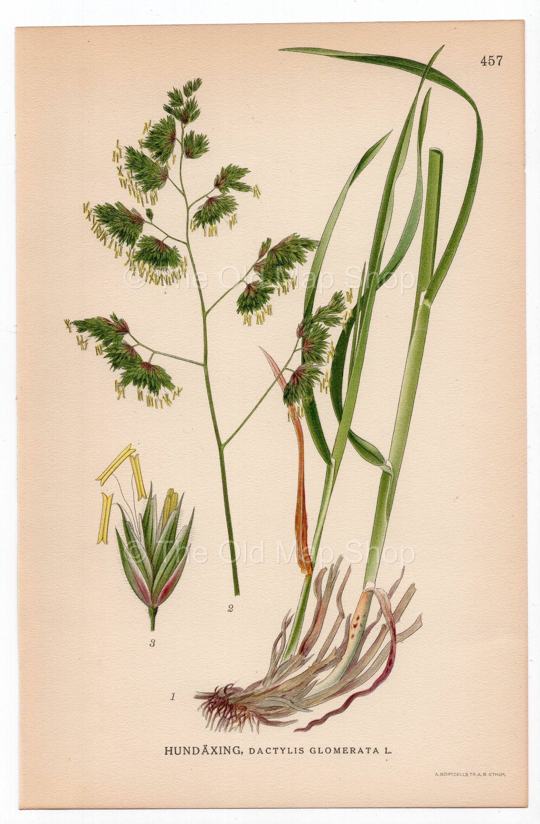 Cock's-foot, Orchard grass, Cat grass (Dactylis glomerata), antique botanical illustration, Plate 457, C. A. M. Lindman, Bilder ur Nordens Flora, 1926.