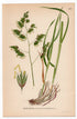 Cock's-foot, Orchard grass, Cat grass (Dactylis glomerata), antique botanical illustration, Plate 457, C. A. M. Lindman, Bilder ur Nordens Flora, 1926.