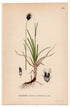 Blue Moor-grass (Sesleria caerulea), antique botanical illustration, Plate 458, C. A. M. Lindman, Bilder ur Nordens Flora, 1926.