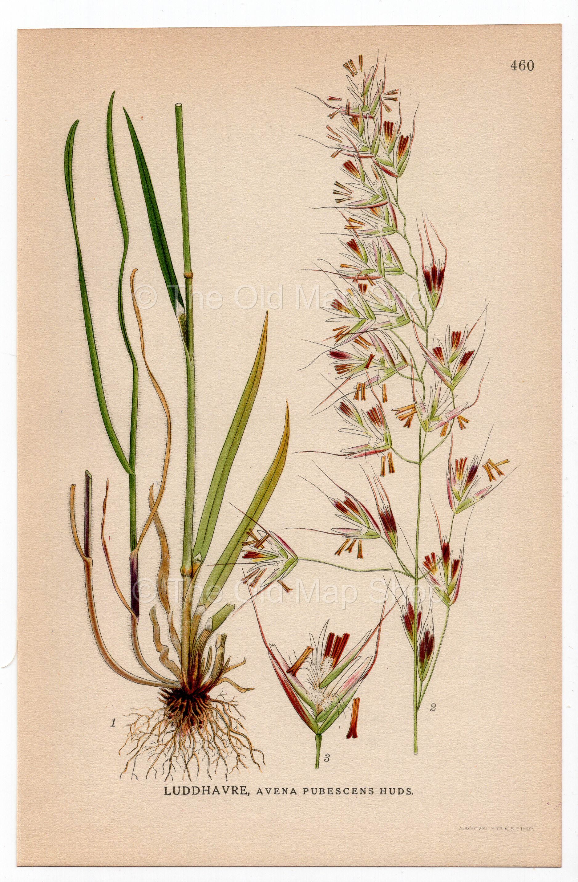 Downy oat-grass, Helictotrichon pubescens (Avena pubescens), antique botanical illustration, Plate 460, C. A. M. Lindman, Bilder ur Nordens Flora, 1926.