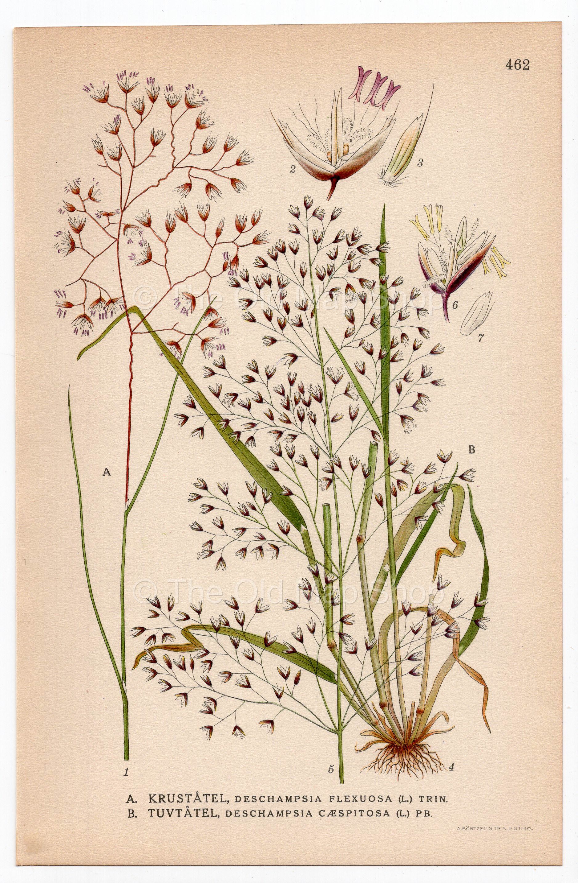 Wavy hair-grass, Tufted Hairgrass (Deschampsia flexuosa Deschampsia cespitosa), antique botanical illustration, Plate 462, C. A. M. Lindman, Bilder ur Nordens Flora, 1926.