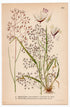 Wavy hair-grass, Tufted Hairgrass (Deschampsia flexuosa Deschampsia cespitosa), antique botanical illustration, Plate 462, C. A. M. Lindman, Bilder ur Nordens Flora, 1926.
