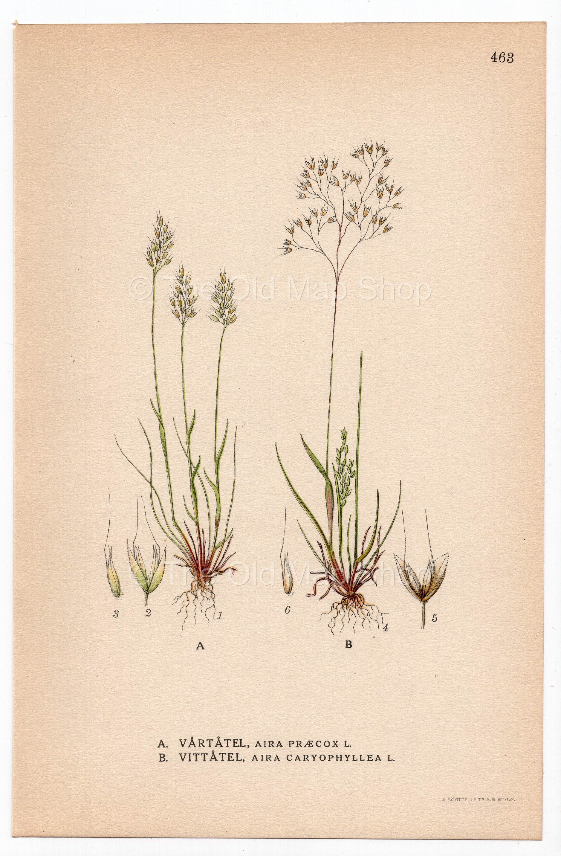 Yellow hairgrass, Silver hairgrass (Aira praecox, Aira caryophyllea), antique botanical illustration, Plate 463, C. A. M. Lindman, Bilder ur Nordens Flora, 1926.