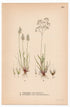 Yellow hairgrass, Silver hairgrass (Aira praecox, Aira caryophyllea), antique botanical illustration, Plate 463, C. A. M. Lindman, Bilder ur Nordens Flora, 1926.