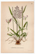 Yorkshire fog, Tufted grass, Velvet Grass (Holcus lanatus), antique botanical illustration, Plate 464, C. A. M. Lindman, Bilder ur Nordens Flora, 1926.