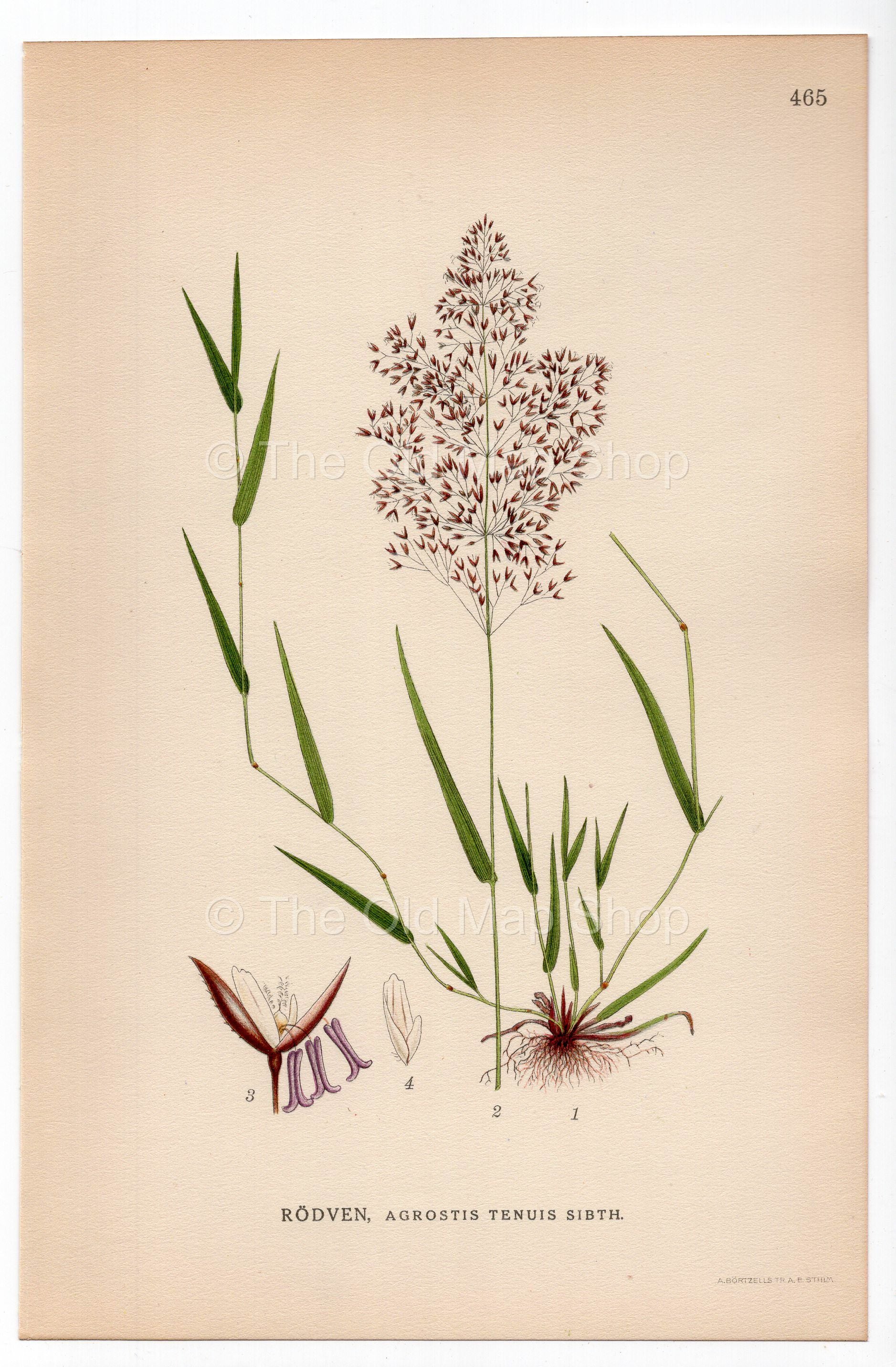 Common bent, Colonial bent, Browntop (Agrostis tenuis), antique botanical illustration, Plate 465, C. A. M. Lindman, Bilder ur Nordens Flora, 1926.