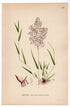 Common bent, Colonial bent, Browntop (Agrostis tenuis), antique botanical illustration, Plate 465, C. A. M. Lindman, Bilder ur Nordens Flora, 1926.