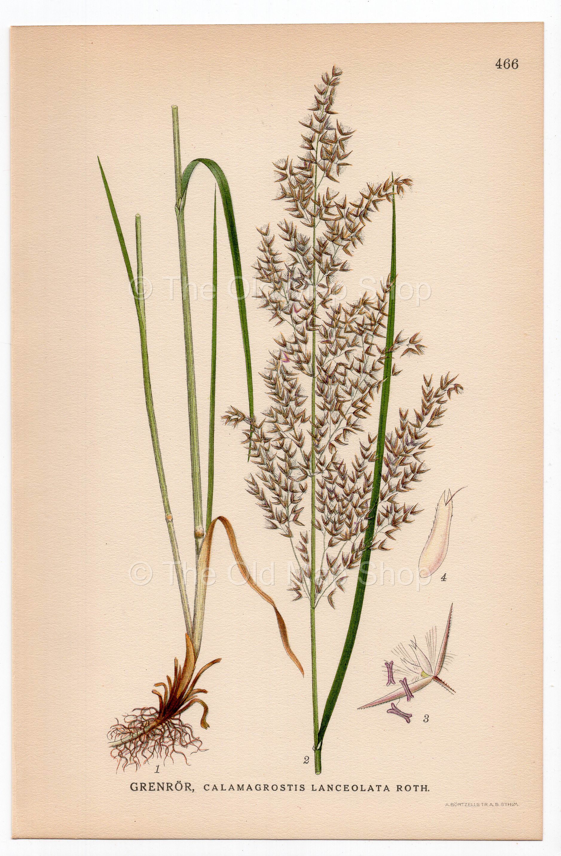 Purple Small-reed (Calamagrostis lanceolata), antique botanical illustration, Plate 466, C. A. M. Lindman, Bilder ur Nordens Flora, 1926.