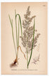 Purple Small-reed (Calamagrostis lanceolata), antique botanical illustration, Plate 466, C. A. M. Lindman, Bilder ur Nordens Flora, 1926.