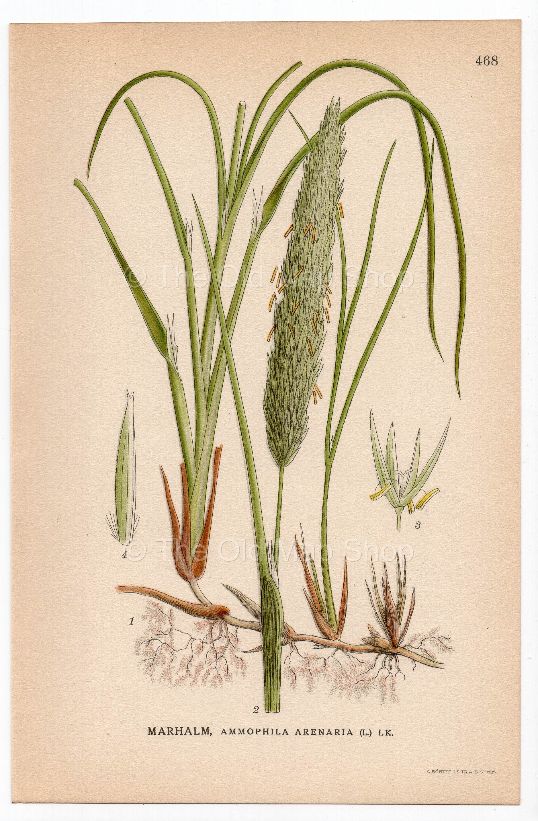 European Marram grass, European beachgrass (Ammophila arenaria), antique botanical illustration, Plate 468, C. A. M. Lindman, Bilder ur Nordens Flora, 1926.