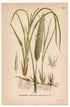 European Marram grass, European beachgrass (Ammophila arenaria), antique botanical illustration, Plate 468, C. A. M. Lindman, Bilder ur Nordens Flora, 1926.