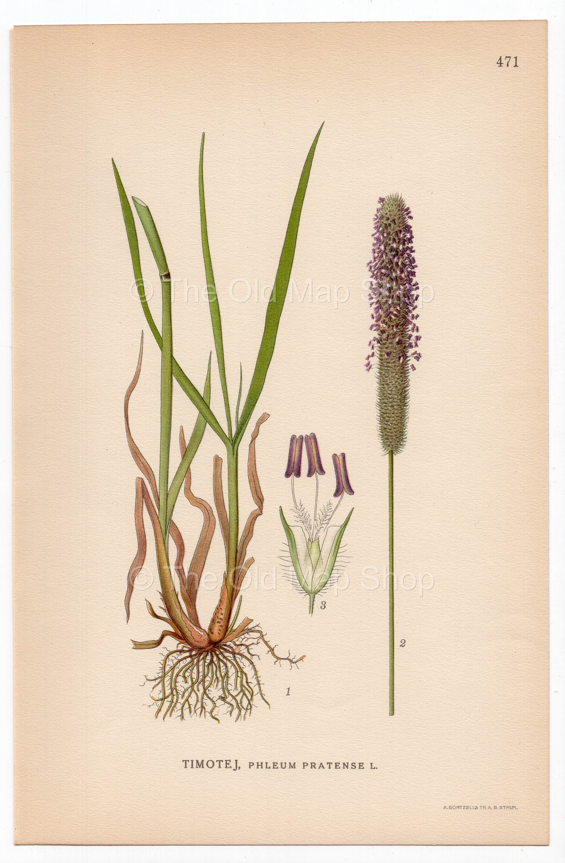 Timothy-grass, Meadow cat's-tail (Phleum pratense), antique botanical illustration, Plate 471, C. A. M. Lindman, Bilder ur Nordens Flora, 1926.