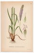 Meadow foxtail (Alopecurus pratensis), antique botanical illustration, Plate 472, C. A. M. Lindman, Bilder ur Nordens Flora, 1926.