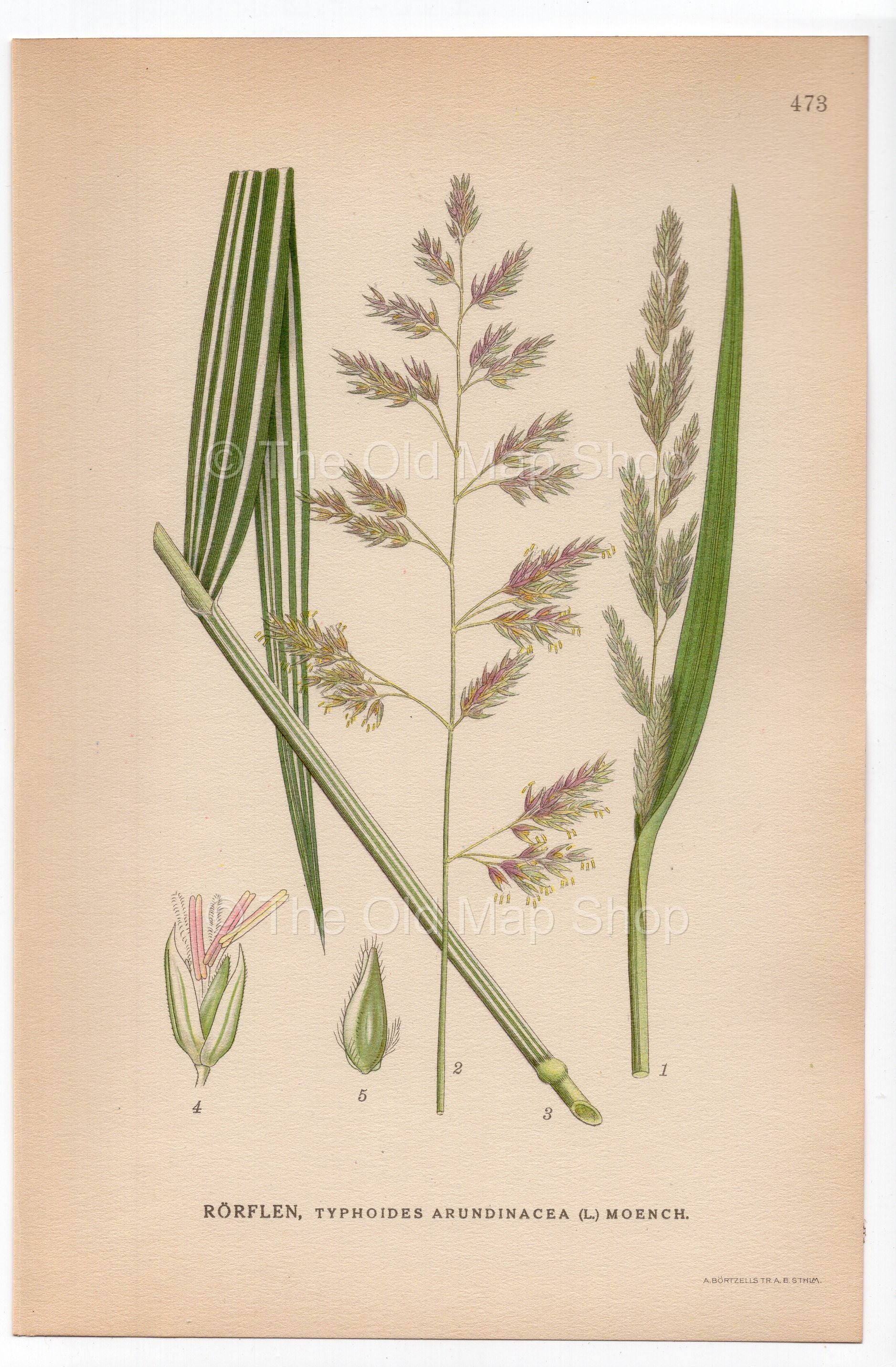 Reed Canary grass, Phalaris arundinacea (Typhoides arundinacea), antique botanical illustration, Plate 473, C. A. M. Lindman, Bilder ur Nordens Flora, 1926.