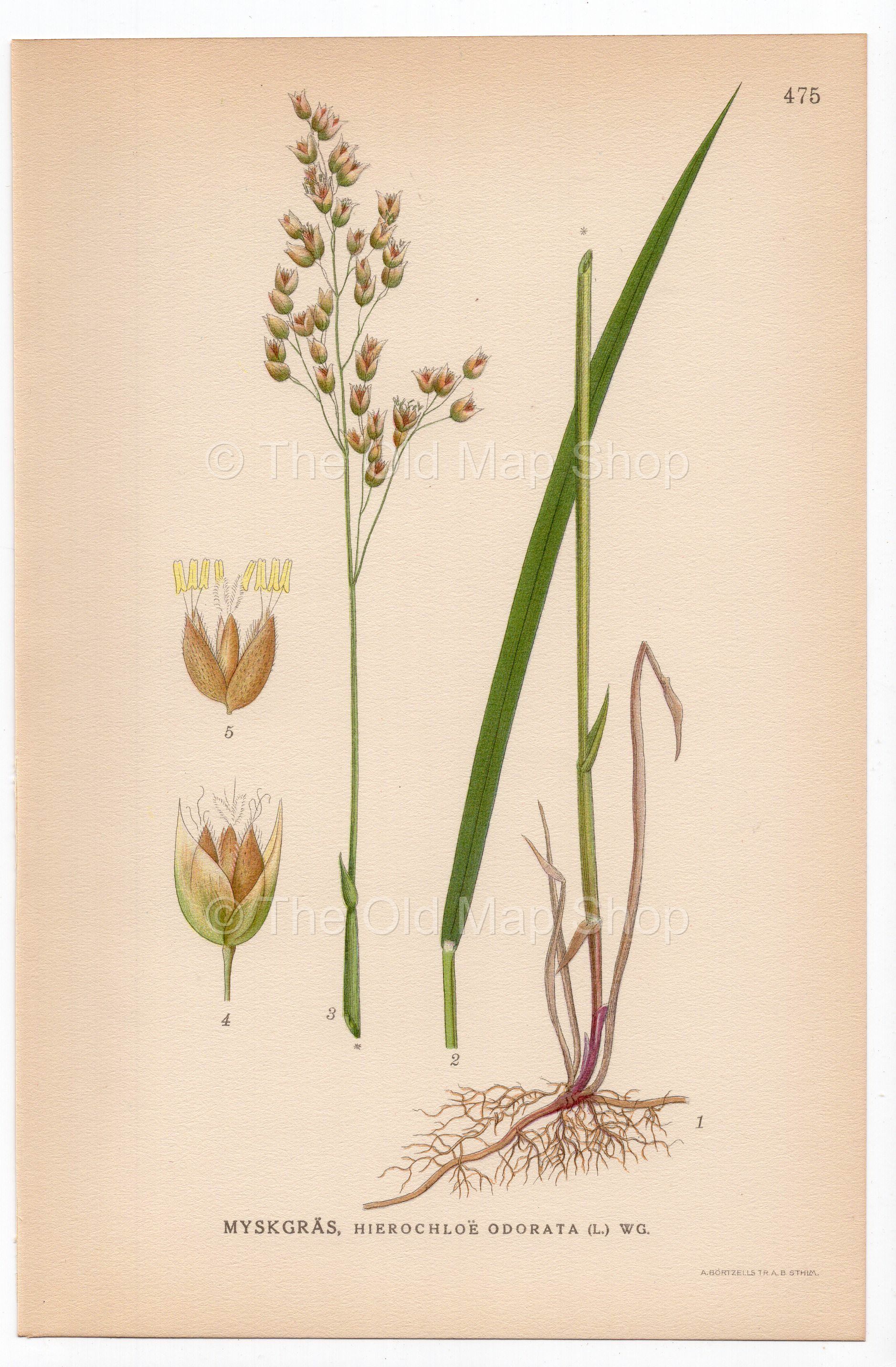 Sweet grass, Mary’s grass, Vanilla grass (Hierochloe odorata), antique botanical illustration, Plate 475, C. A. M. Lindman, Bilder ur Nordens Flora, 1926.