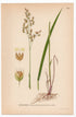 Sweet grass, Mary’s grass, Vanilla grass (Hierochloe odorata), antique botanical illustration, Plate 475, C. A. M. Lindman, Bilder ur Nordens Flora, 1926.