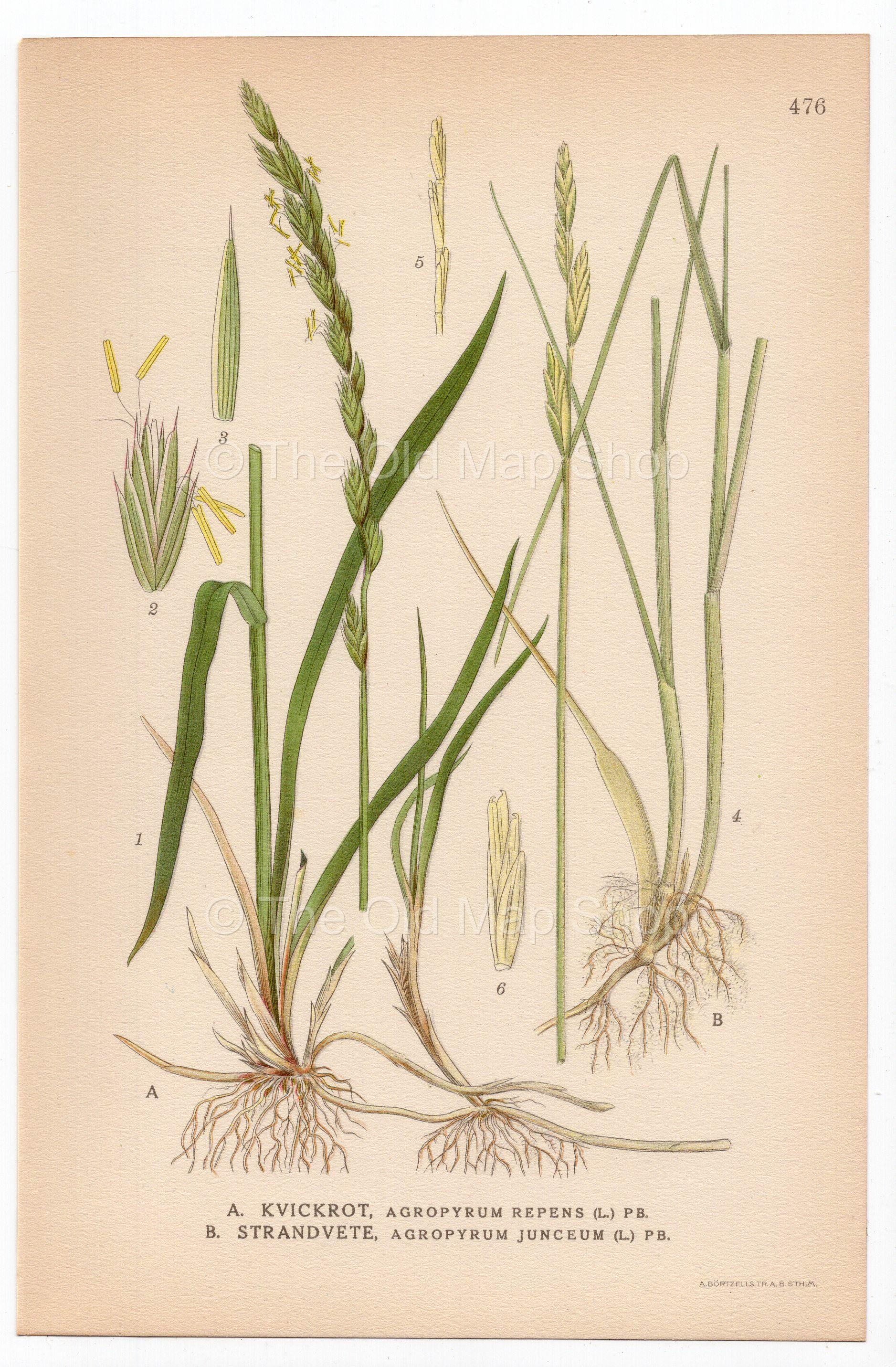 Twitch, Quick grass, Sand Couch-grass (Agropyron repens, Agropyron junceum), antique botanical illustration, Plate 476, C. A. M. Lindman, Bilder ur Nordens Flora, 1926.