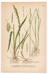 Twitch, Quick grass, Sand Couch-grass (Agropyron repens, Agropyron junceum), antique botanical illustration, Plate 476, C. A. M. Lindman, Bilder ur Nordens Flora, 1926.