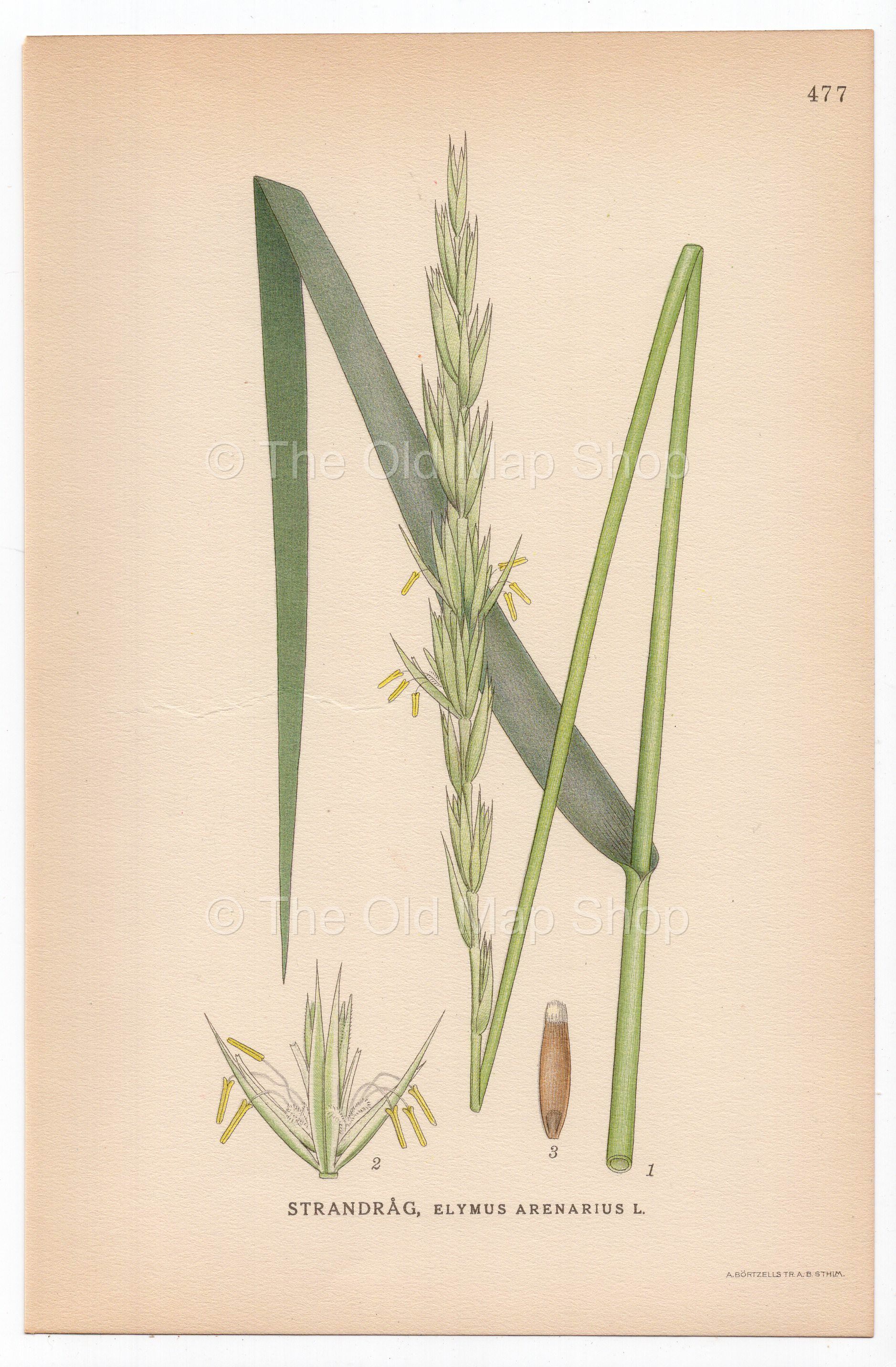 Sand Ryegrass, Sea Lyme grass (Elymus arenariu), antique botanical illustration, Plate 477, C. A. M. Lindman, Bilder ur Nordens Flora, 1926.
