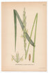 Sand Ryegrass, Sea Lyme grass (Elymus arenariu), antique botanical illustration, Plate 477, C. A. M. Lindman, Bilder ur Nordens Flora, 1926.