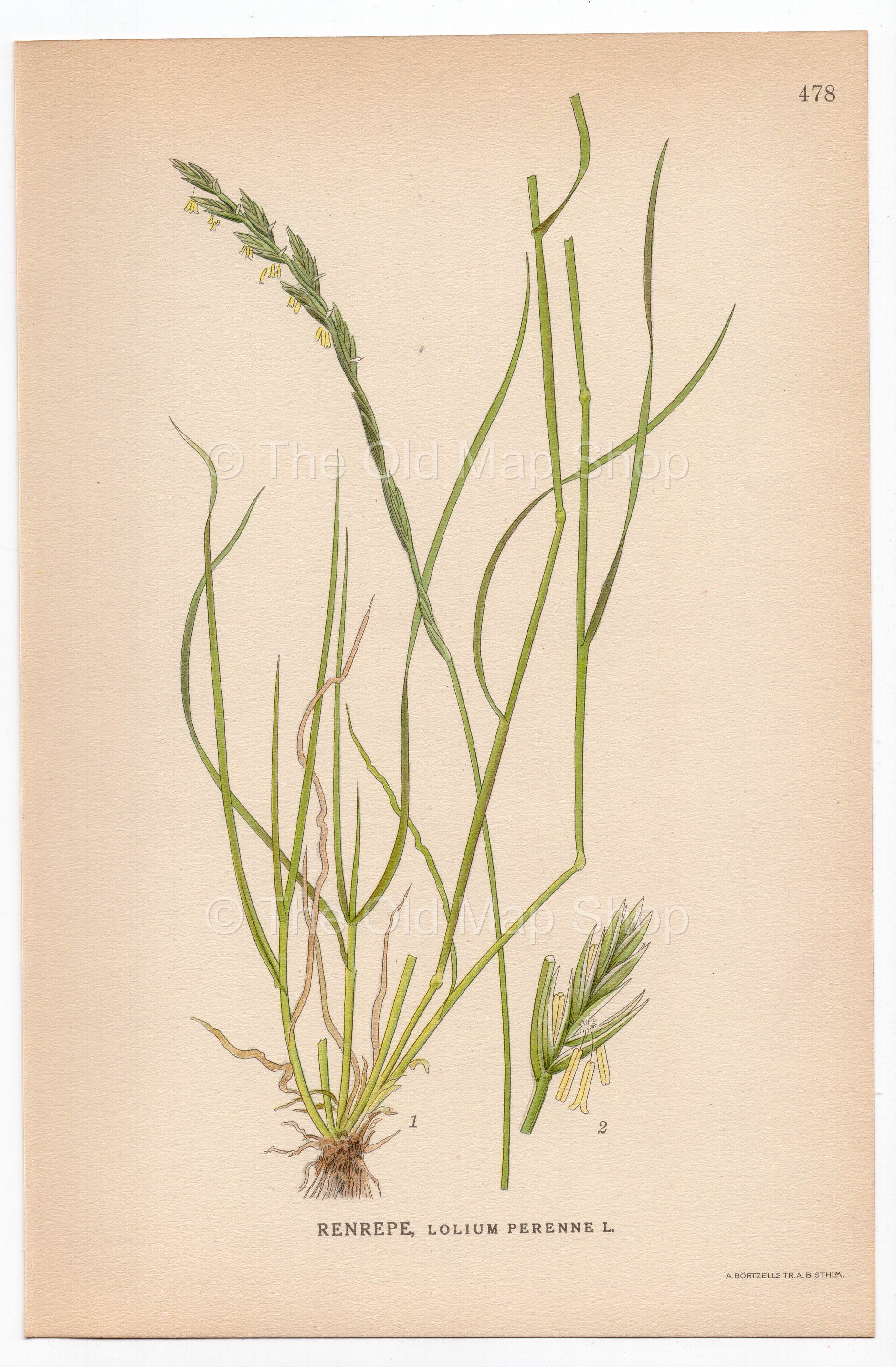 Perennial Ryegrass, English Ryegrass (Lolium perenne), antique botanical illustration, Plate 478, C. A. M. Lindman, Bilder ur Nordens Flora, 1926.