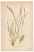 Perennial Ryegrass, English Ryegrass (Lolium perenne), antique botanical illustration, Plate 478, C. A. M. Lindman, Bilder ur Nordens Flora, 1926.